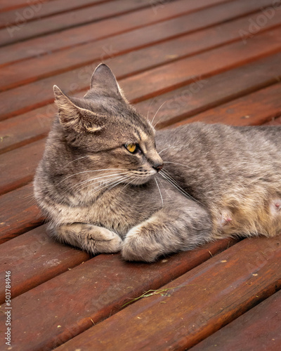 portrait of a cat