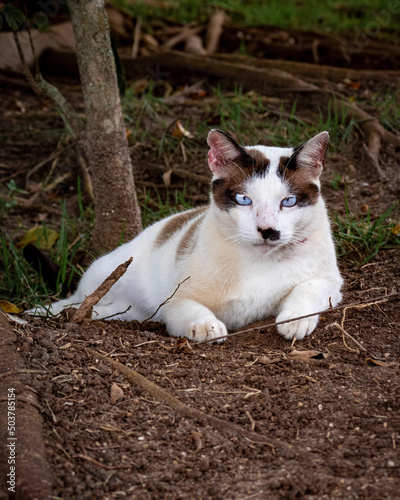 white cat in the garden