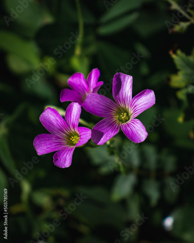 flower in the garden