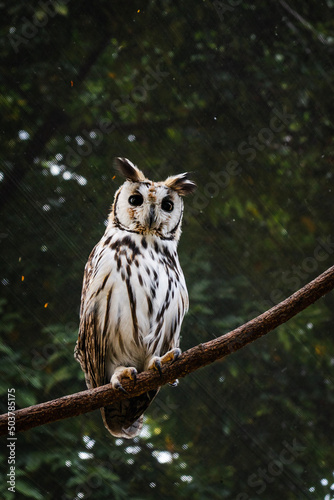 great horned owl