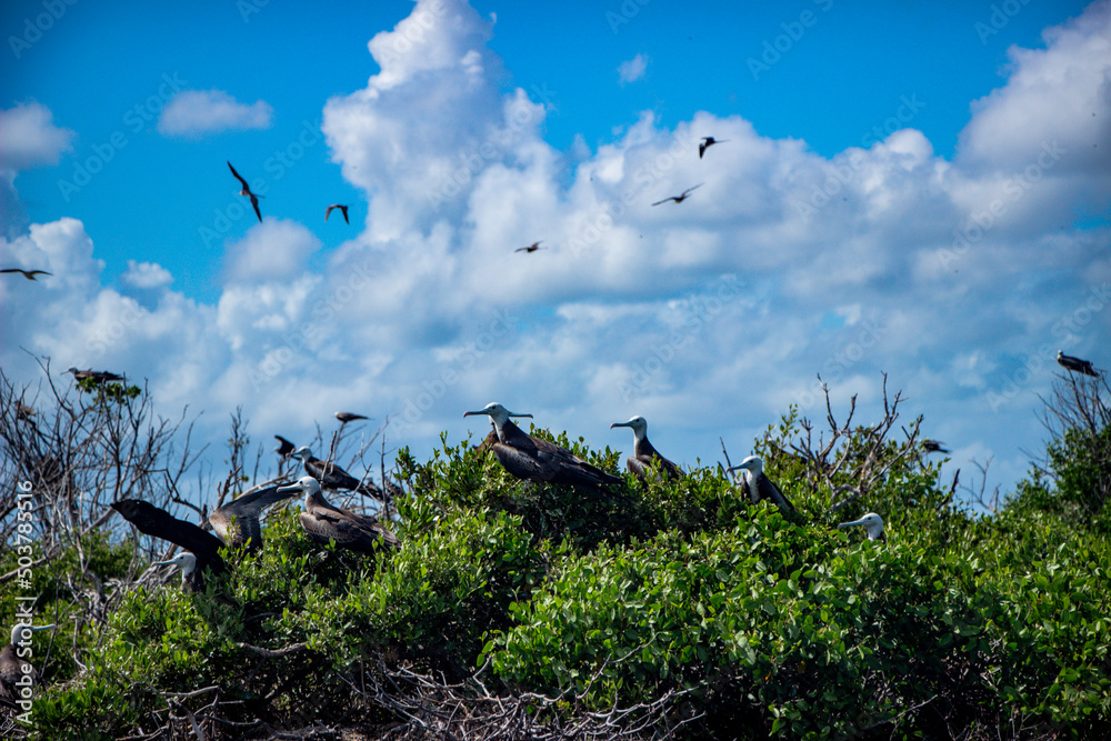 Frigate Bird Sanctuary, Barbuda, caribbean Frigate Bird Sanctuary, Barbuda, caribbean
