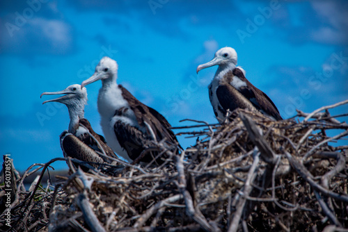 Frigate Bird Sanctuary, Barbuda, caribbean photo