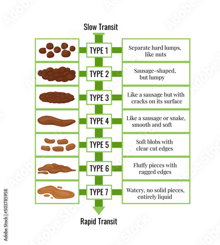 Bristol stool chart with faesces form classification, slow and rapid transit. Different type of poop excrement - from constipation to diarrhea. Flat design vector poo scale infographic illustration.