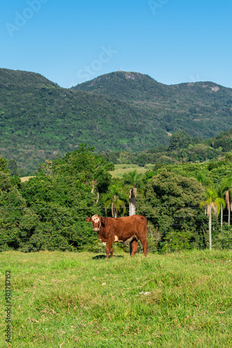 A cow in the countryside of Tres Coroas, hilly landscape in the background - Rio Grande do Sul state, Brazil photo