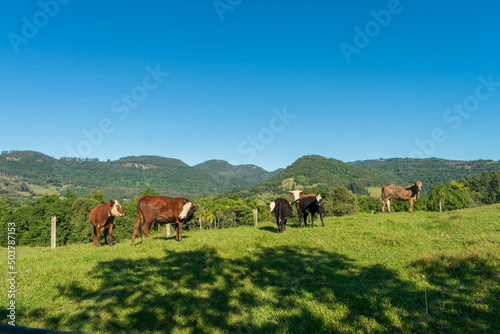 Cows in the countryside of Tres Coroas, hilly landscape in the background - Rio Grande do Sul state, Brazil © Helissa