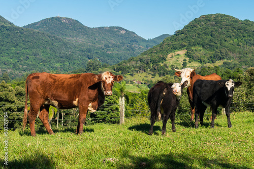 Cows in the countryside of Tres Coroas, hilly landscape in the background - Rio Grande do Sul state, Brazil photo