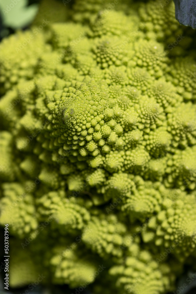 romanesco romanesco