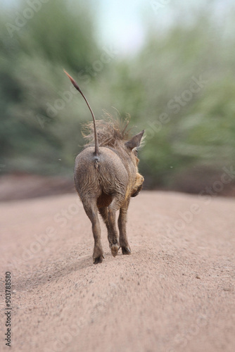 Fotografía Warthog