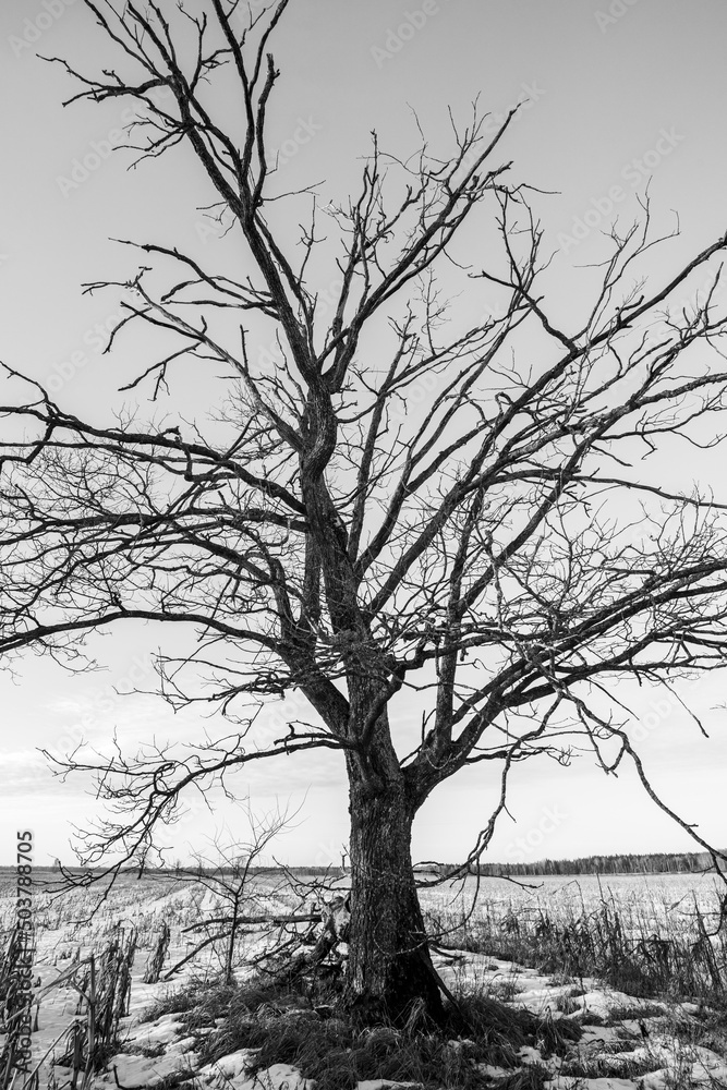 Set of black and white rural landscape. Beautiful silhouettes of oak trees in a rural field. Set of black and white rural landscape. Beautiful silhouettes of oak trees in a rural field.