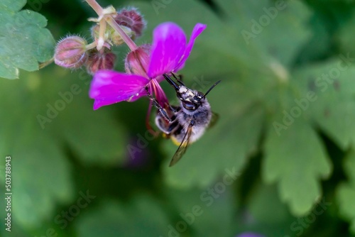 Macro of a bee collecting nectar at a purple flower,closeup © ceci