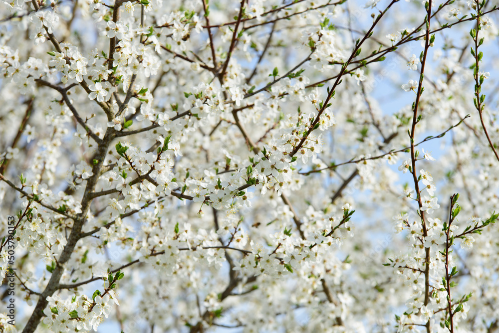 beautiful white plum blossoms on a sunny day in spring beautiful white plum blossoms on a sunny day in spring