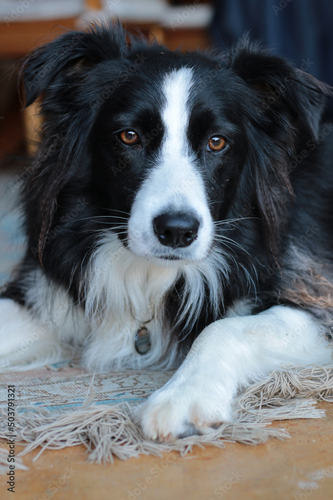 Close up of a black and white female Border Collie inside a residence.