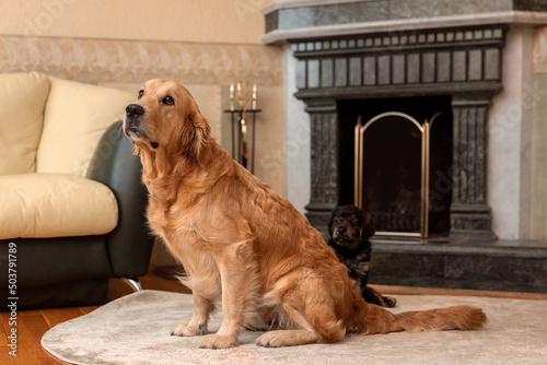 Fototapeta Naklejka Na Ścianę i Meble -  Pet dogs in the room by the fireplace. Dog mom and puppy baby. Golden retriever and little black puppy. Big and small