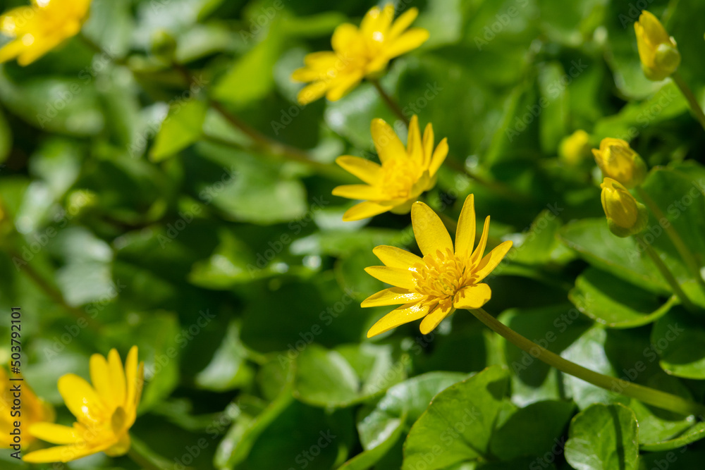 Beautiful flowers of Ficaria verna in a clearing among green leaves. Spring chistyak or buttercup closeup Beautiful flowers of Ficaria verna in a clearing among green leaves. Spring chistyak or buttercup closeup