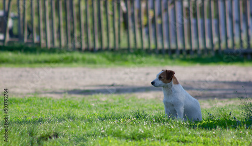 Jack Russell Terrier sitting on the green grass near the road.