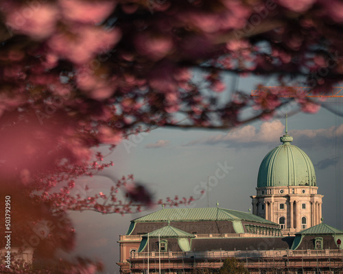 Blooming pink japanese cher...