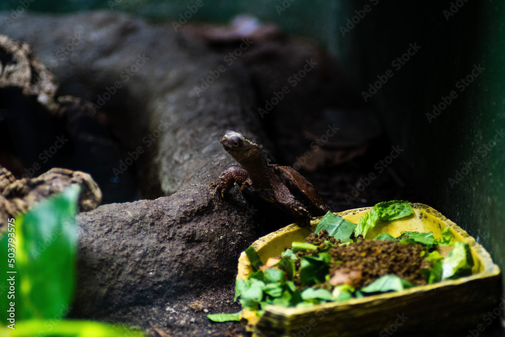 Fototapeta premium Turtle