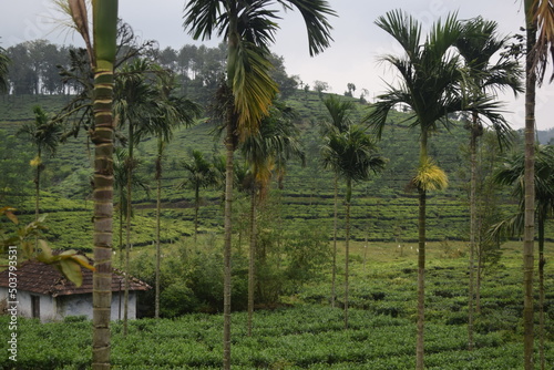 trees in the village