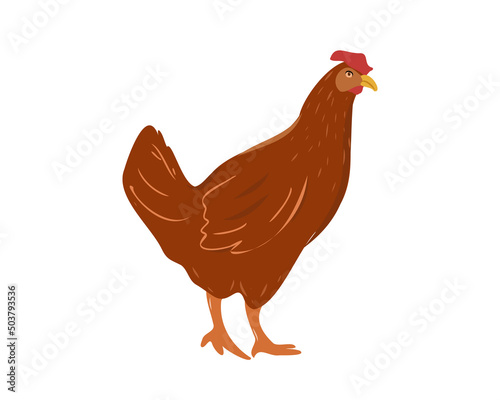 Brown hen isolated on white background, laying hen farmers concept.