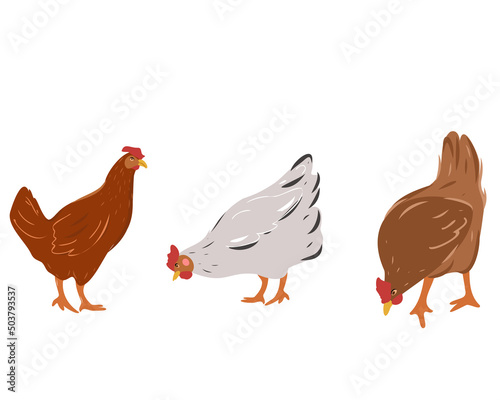 Set of laying hens. Vector illustration