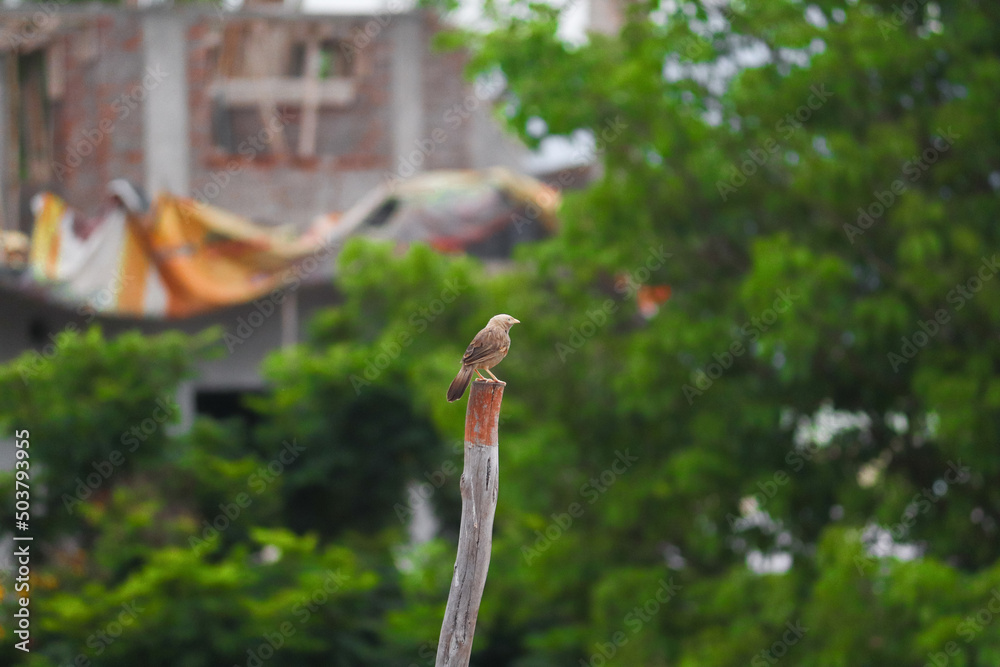 A little Clay-Colored Sparrow chilling on the tree and sightseeing with swallow depth