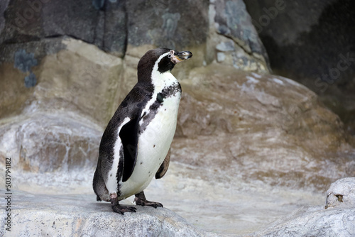 Humboldt penguin stands on a rocky shore. South American penguin resting after swimming