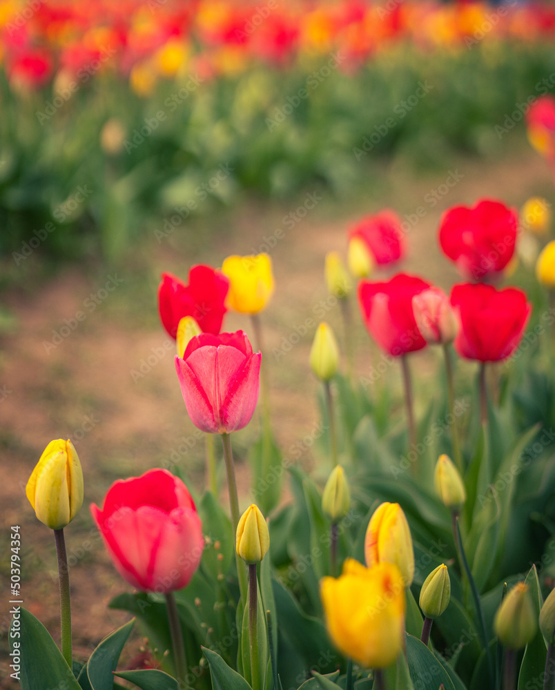 Wonderful red and yellow tulips