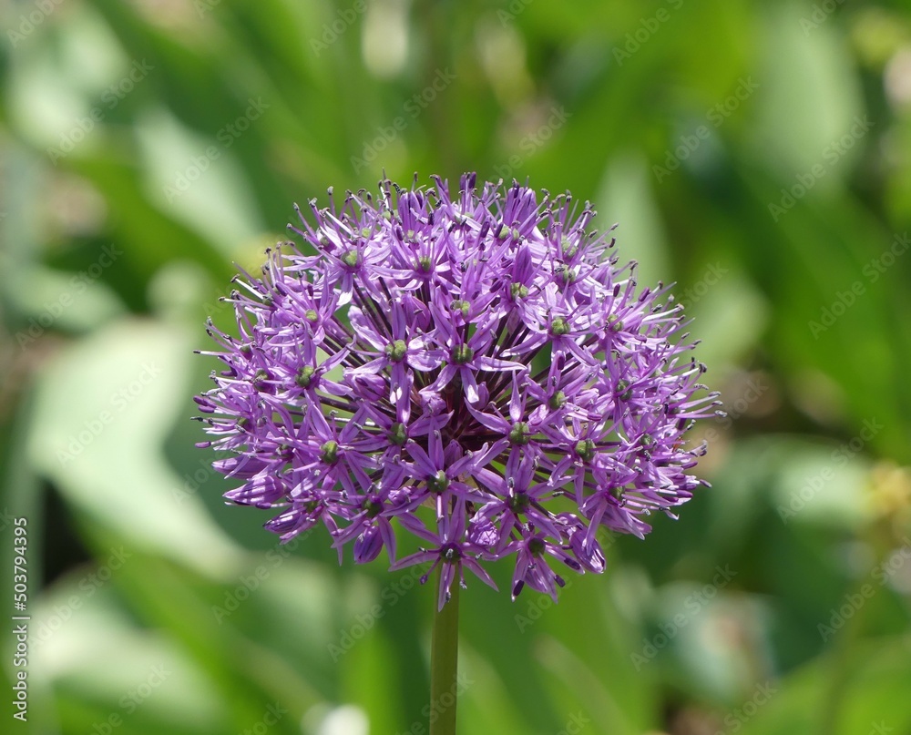 Purple Flower Purple Flower
