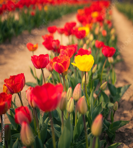 Wonderful red and yellow tulips