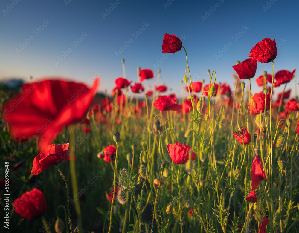 Obraz premium Wonderful poppy flowers in the field in spring