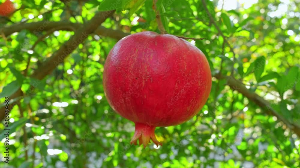 Ripe pomegranate fruits on a tree branch close-up Ripe pomegranate fruits on a tree branch close-up