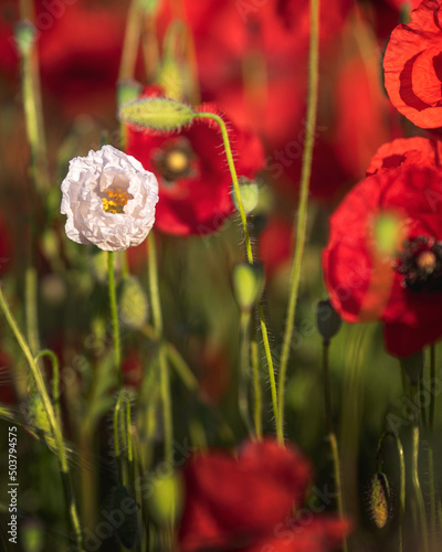 Wonderful poppy flowers in ...