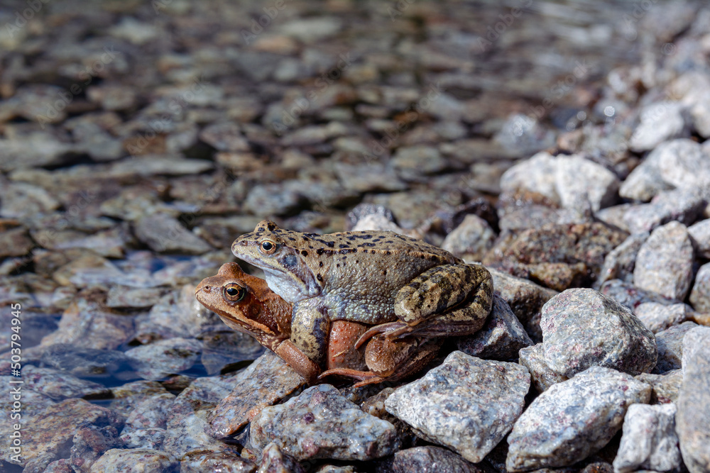 Frogs mate in the sun on the rocky shore of the lake Frogs mate in the sun on the rocky shore of the lake