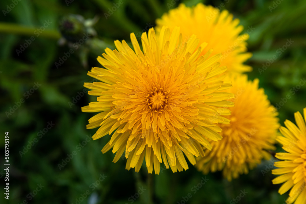 Macro photo of a yellow dandelion flower Macro photo of a yellow dandelion flower