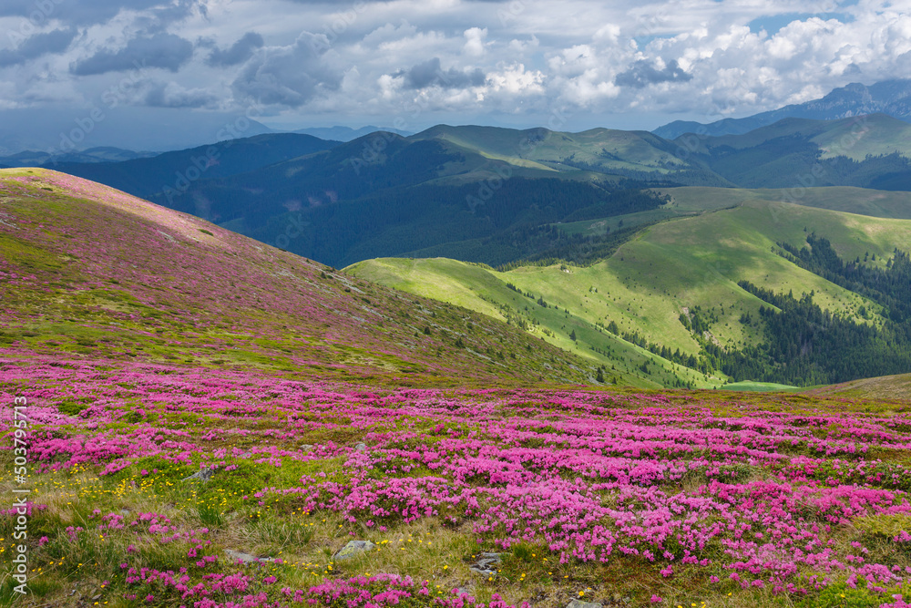 Beautiful summer landscapes in Carpatian mountains with rhododendron flowers Beautiful summer landscapes in Carpatian mountains with rhododendron flowers