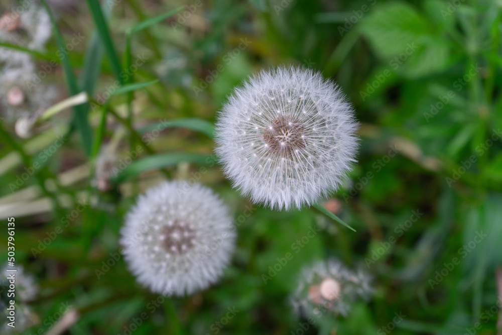 dandelion on a green field in the forest dandelion on a green field in the forest