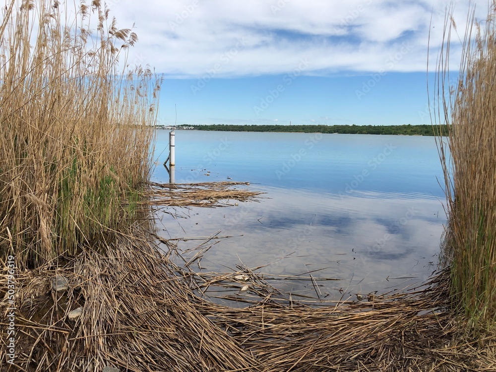 Fototapeta premium Seeblick Uferböschung Schilf2