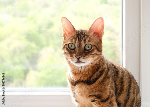 A purebred Bengal cat looks out the window in a home interior. copy space.