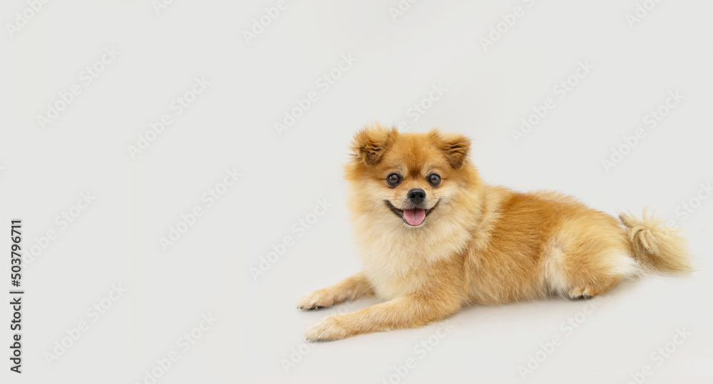 Portrait pomeranian puppy dog lying down with happy expression. Isolated on gray background