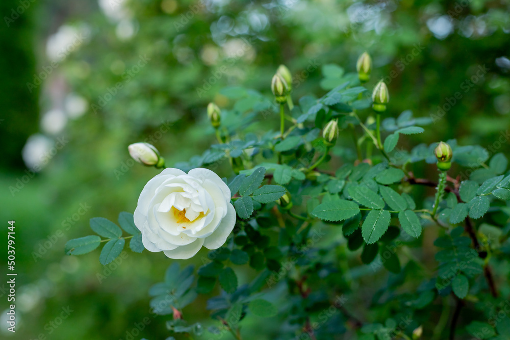 White flowers on green bush.Rosa pimpinellifolia, the burnet rose, which is particularly associated with Scotland.The white rose is blooming. White flowers on green bush.Rosa pimpinellifolia, the burnet rose, which is particularly associated with Scotland.The white rose is blooming.