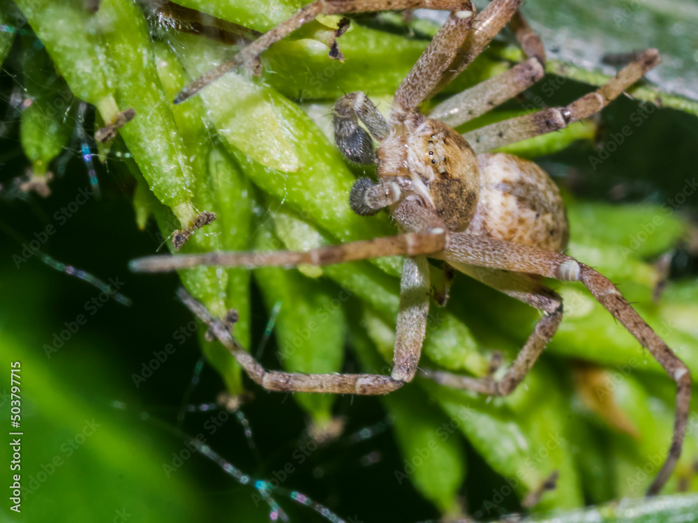 Fototapeta premium spider 25