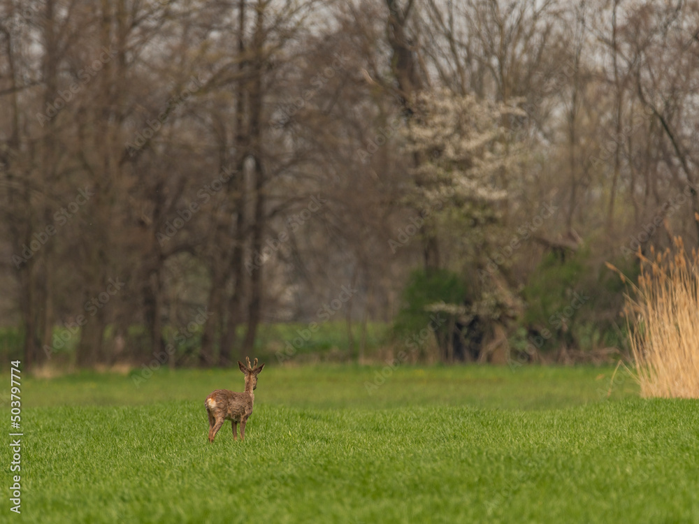 Young deer on spring color meadow in Ostrava area in Moravia Young deer on spring color meadow in Ostrava area in Moravia