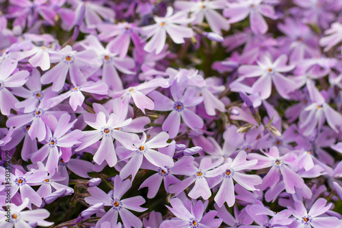 Purple phlox flowers. Beautiful flower background