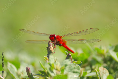 Scarlet Percher dragonfly holding onto a plant with swallow blur