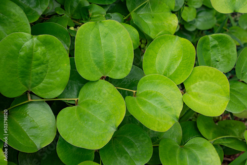 サルトリイバラの葉　かからん葉　鹿児島県出水市にて