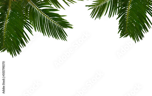 Tropical leaf palm tree   sago palm   on a white background with space for text. Top view  flat lay