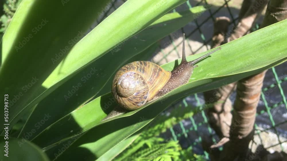Snail (Helix Pomatia) slowly crawling on a dracena leaf in a backyard garden Snail (Helix Pomatia) slowly crawling on a dracena leaf in a backyard garden