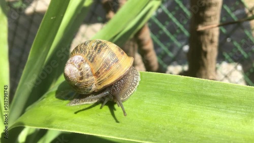 Snail (Helix Pomatia) slowly crawling on a dracena leaf in a backyard garden 