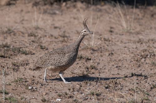  Elegant crested tinamou, Eudromia elegans, Pampas grassland environment, La Pampa province, Patagonia, Argentina. photo