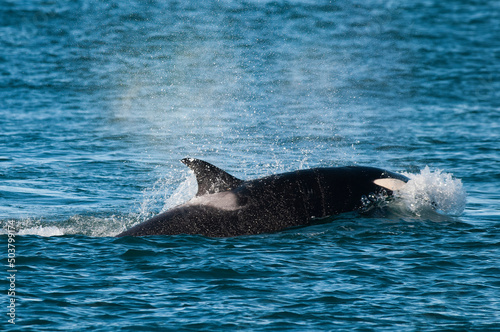 Killer whale hunting sea lions on the paragonian coast, Patagonia, Argentina photo